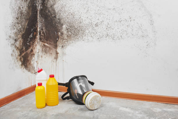 Mold Testing and Removal in Corydon, IN
