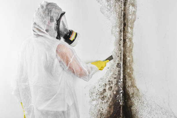 Professional Mold Removal in Corydon, IN