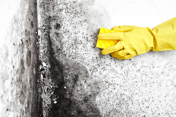 Best Toxic Mold Removal  in Corydon, IN