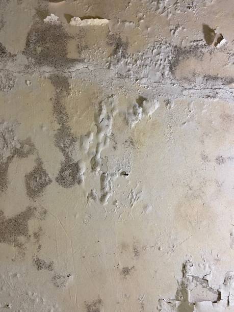 Best Toxic Mold Removal  in Corydon, IN