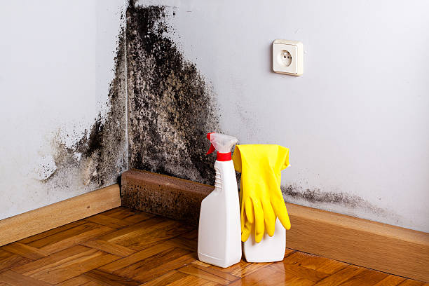 Best Mold Damage Repair  in Corydon, IN